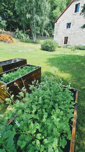 Κήπος έξω από το Czerwony Dworek 8 - Agroturystyka Karkonosze