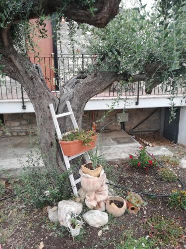 a ladder leaning against a tree with potted plants at B&B Pozzo Innamorato in Montenero di Bisaccia