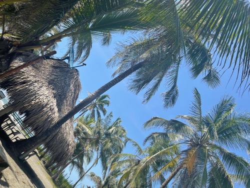 a group of palm trees against a blue sky at älanacasadeplaya in San Bernardo del Viento