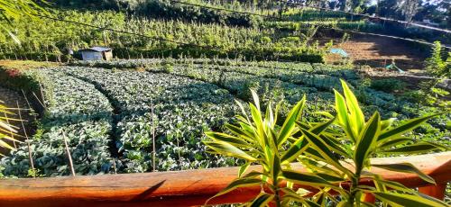 Jardín al aire libre en Serenity Homestay