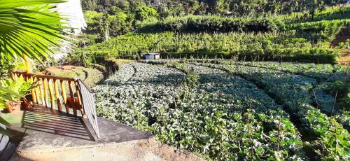 Jardín al aire libre en Serenity Homestay