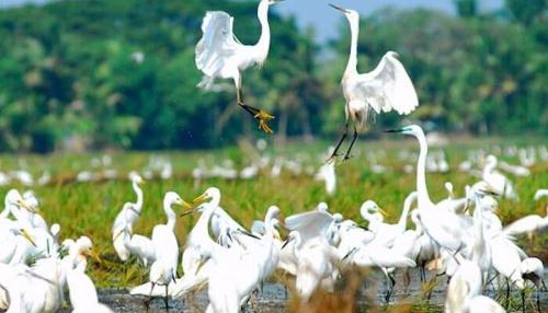 a flock of white birds standing in the water at Oceana Hills Residency in Alleppey