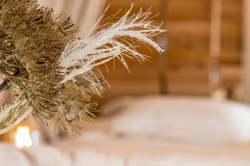 a close up of a christmas tree branch at De Hoeveschuur in Riemst