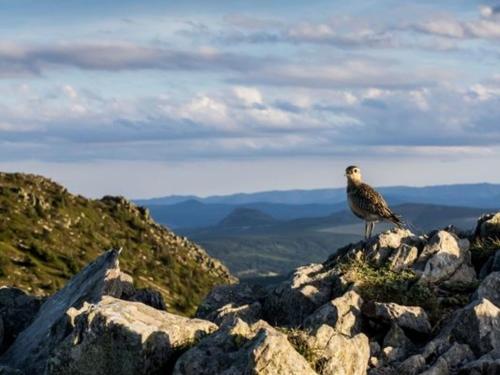 a bird sitting on top of a rocky mountain at Maison en pierres avec terrain près du Massif du Mézenc, idéale pour un séjour nature en famille - FR-1-582-267 in Saint-Front