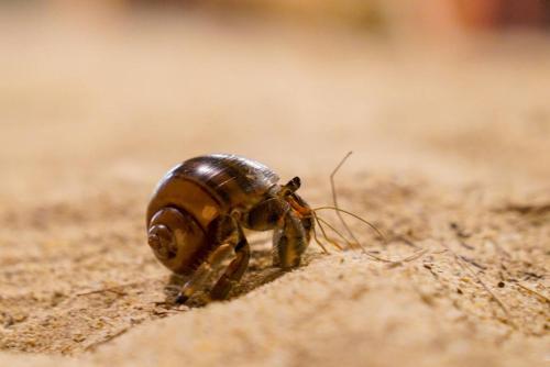 a close up of a beetle on the ground at The Phura Villa Khaolak - SHA Extra Plus in Khao Lak