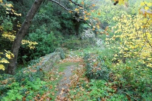 a dirt trail in the middle of a forest at Periklis Guesthouse Anavriti. in Sparti