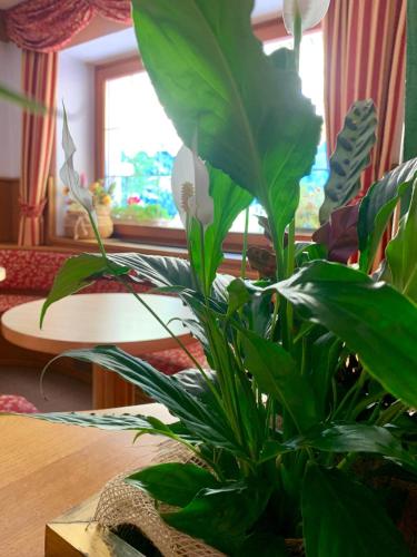 Posezení v ubytování Hotel Aurora