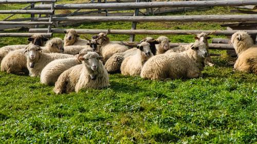 un troupeau d’ovins pondant dans l’herbe dans l'établissement Sichlański Zakątek, à Murzasichle