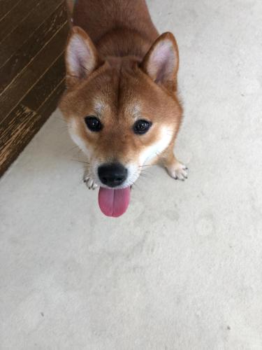 a small brown dog with its tongue out at Home Yasuda in Otaru
