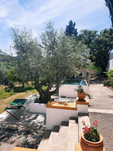 a tree in a garden with two potted plants at Casa da Praia do Ribatejo - Casa da Arcada in Praia do Ribatejo