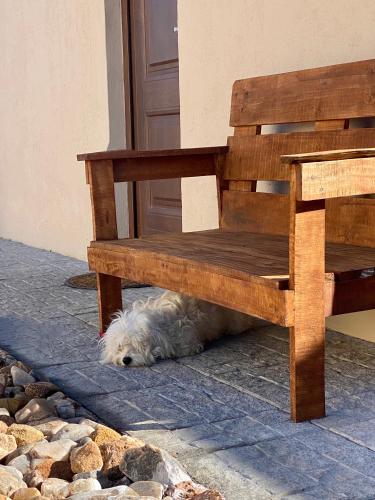 a white dog laying under a wooden bench at Casita de Piedra 3 in Trinidad