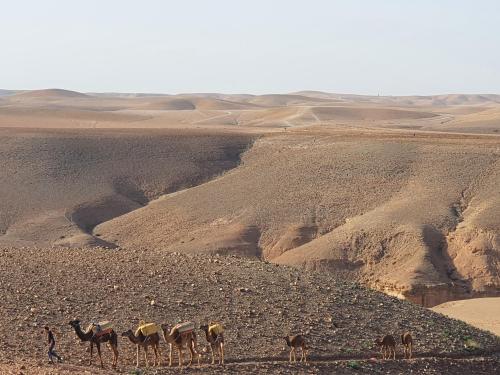 a group of camels standing in the desert at Nkhila Lodge in Marrakech