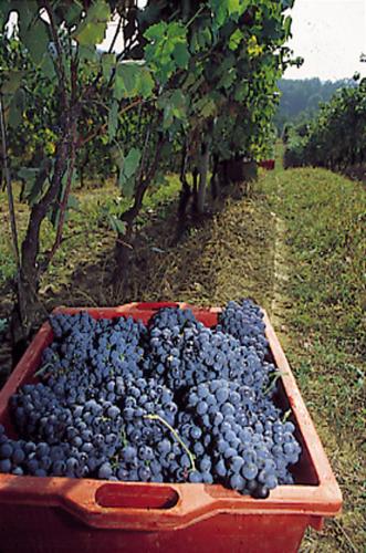 a bunch of blue grapes in a red box at Marchesi Incisa Winery Lodge in Rocchetta Tanaro