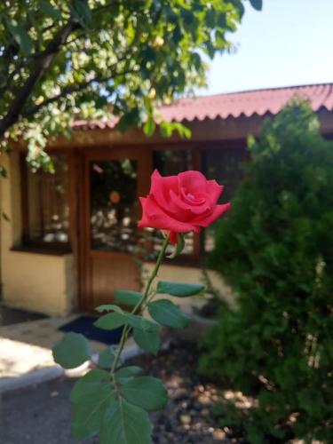 a red rose is growing in front of a building at Popock City Center in Yerevan