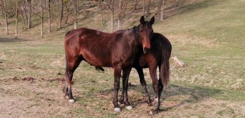 a brown horse standing in a field of grass at Réti Tanya Vendégház in Kerecseny