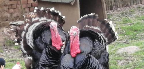 a large turkey is standing in the grass at Réti Tanya Vendégház in Kerecseny