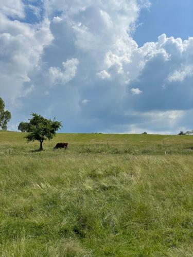 a cow grazing in a field with a tree at Domek U Babci in Myscowa