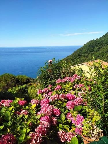 a bunch of pink flowers with the ocean in the background at Ostello ninin de ma' in Framura