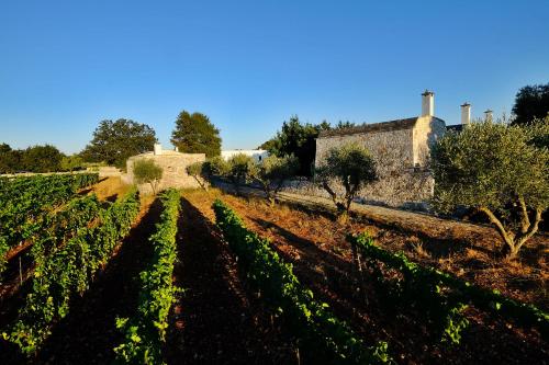 a vineyard with an old building in the background at Masseria Trulli e Vigne in Martina Franca