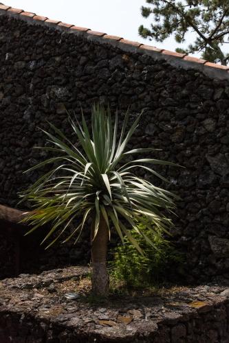 a palm tree in front of a stone wall at Casas do Amarelo in São Mateus