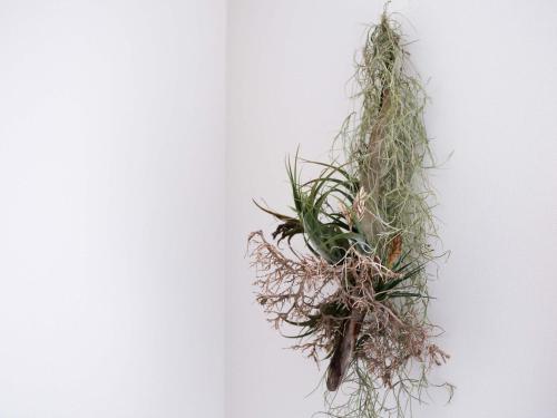 a plant hanging on a white wall at tune HIGORO in Tateyama