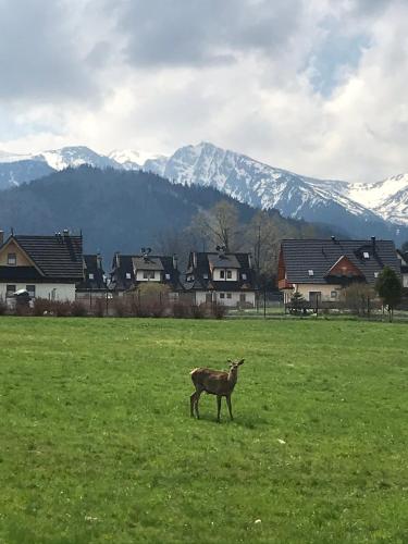 Villa jumper Apartament 3 POKOJOWY Aneks KUCHENNY 3 łazienki pobyt na termach dla 2os, gratis