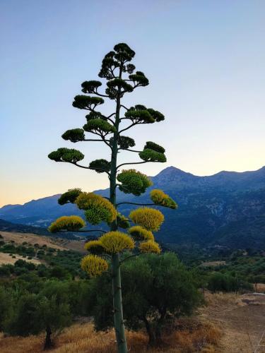 a pine tree with yellow flowers on a hill at CASA EL CANTÓN in Jimera de Líbar