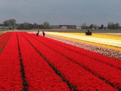 two people walking in a field of red and yellow tulips at Bed & Breakfast De Vier Seizoenen in Lisse