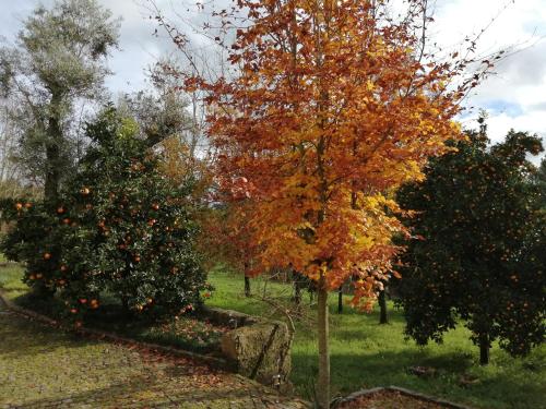 two trees in a field with apples on them at VianasHome in Amarante