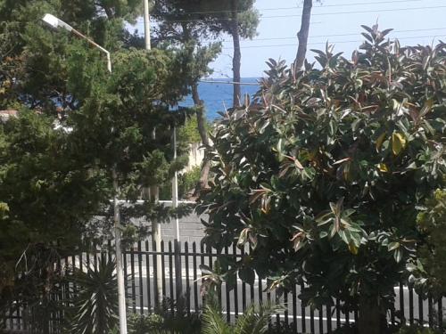a tree in front of a fence at Villa Midolo in Noto Marina