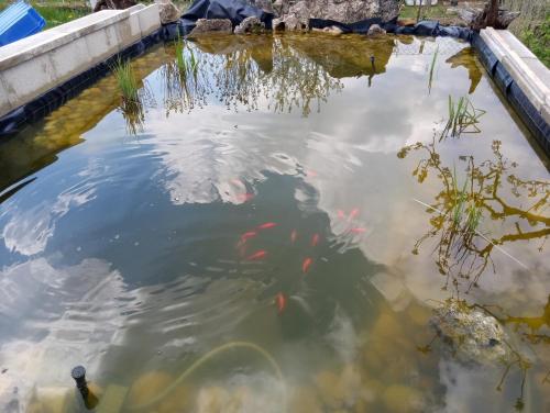 a pond with a bunch of fish in it at Eszter-lak in Monostorapáti