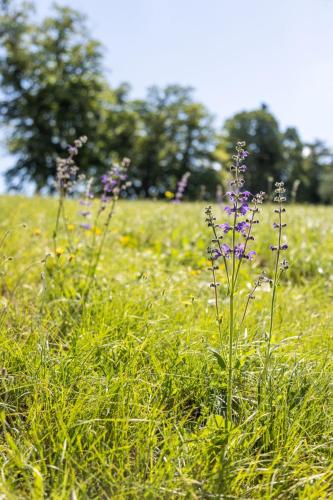 a field of tall grass with purple flowers in it at Domaine Les Sources de Dieulefit in Dieulefit