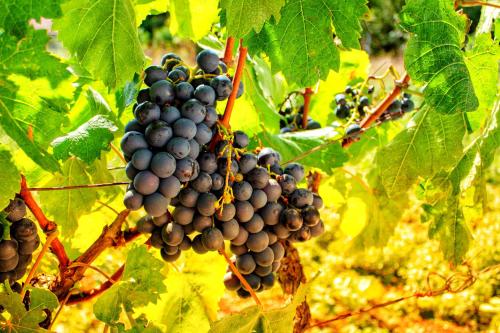 a bunch of grapes hanging on a tree at Apartments Stella in Virpazar
