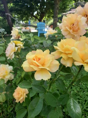 Gallery image of Hotel Parco Delle Rose in Acquappesa