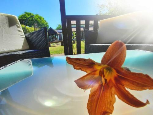 a flower sitting on top of a table at Pokoje Gościnne Ewa Nowicka in Frombork