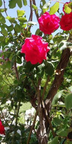 a group of pink roses growing on a tree at Villetta Dote in Casarano