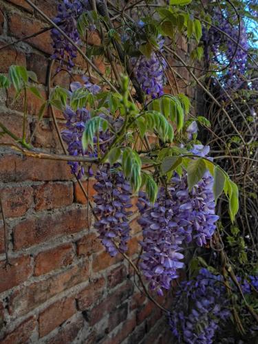 a wreath of purple flowers hanging from a brick wall at Boutique Fantasy in Tbilisi City