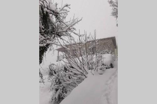 a snow covered bush in front of a house at Traditional Stone House in Kissos Pelion in Kissós