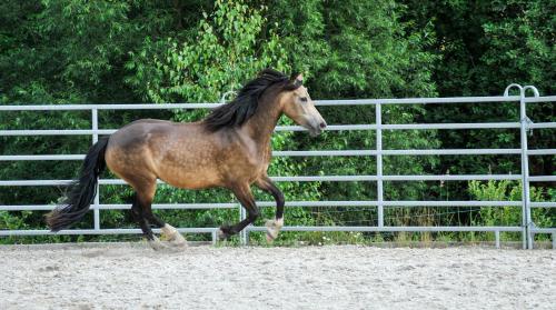 a brown horse running in front of a fence at Glamping Nad Meandry in Unhošť