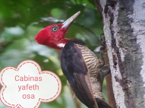 Animales en el departamento o alrededores