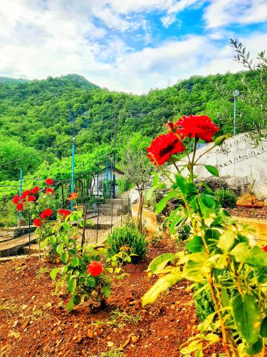 a group of red flowers in a garden at Auto camp Radoman in Virpazar