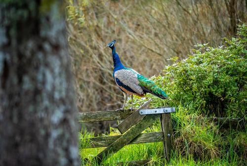 a peacock standing on top of a fence at Woodhouse Mountain Lodge in Warkworth
