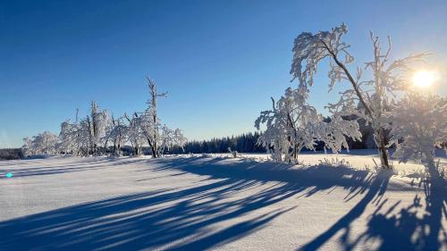 a snow covered field with trees and the sun shining at Pension zur 23 in Kurort Altenberg
