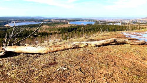 a tree trunk laying on the ground on a hill at Pension zur 23 in Kurort Altenberg