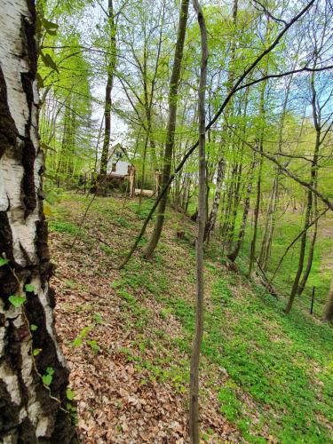 a forest of trees with a house in the background at Leśny Zakątek in Dębica