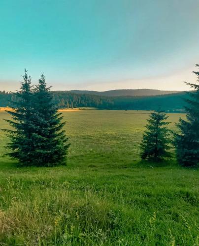 a green field with two trees in the middle at Alpin Apartments Vlašić in Vlasic