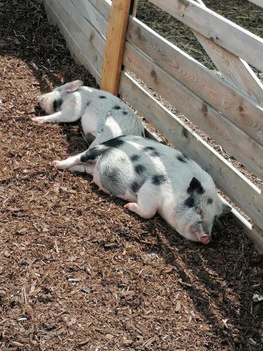 two pigs laying on the ground next to a fence at Appartement Alpenglück in Aich