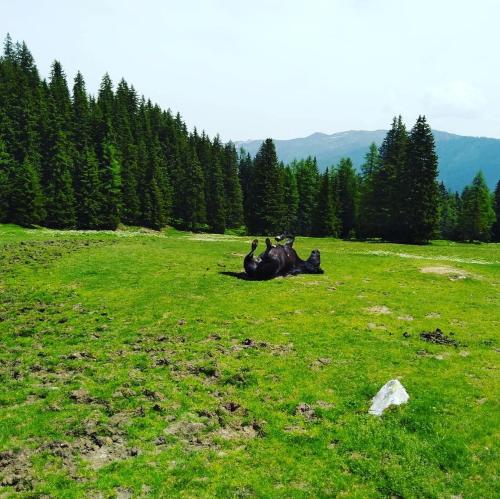 a group of animals laying in a grassy field at Lindbichlhof Urlaub am Bio Bauernhof in Sankt Johann im Pongau