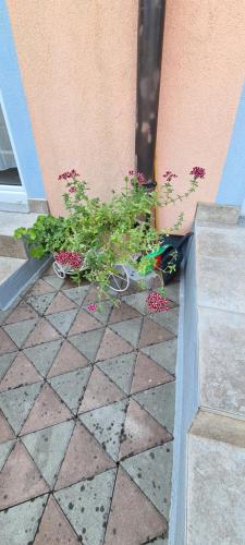 a group of plants sitting next to a building at Villa Ružica in Dajla