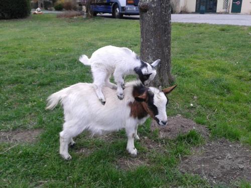 two goats standing on top of a tree at Hôtel du Val d'Aure in Cadéac